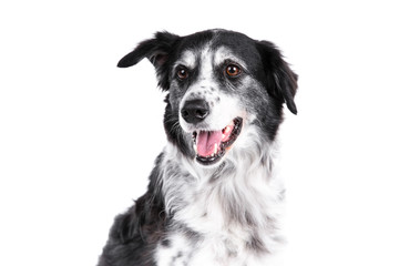 Border Collie dog on a white background