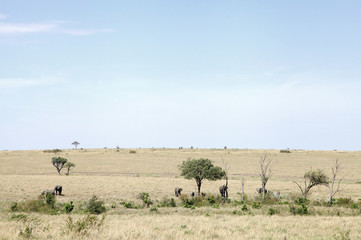 Fototapeta na wymiar Elephants in its habitat, savannah grassland of Masai Mara