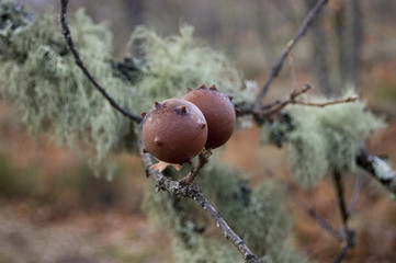 Abogalla o agalla en Quercus Robur