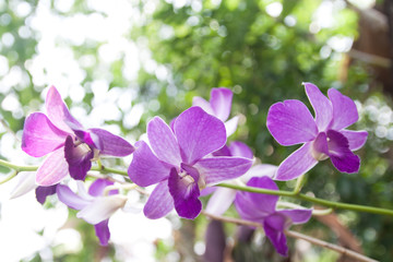 Fototapeta na wymiar Violet thai orchids in Thailand