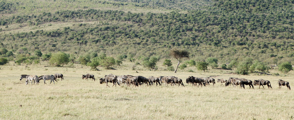 A herd of wild animals in the beautiful grassland of Masai Mara