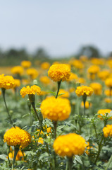 Obraz premium Marigold.