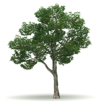 Single Chinar Tree