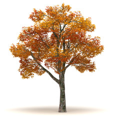 Single Chinar Tree