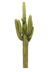 Single Cactus Tree