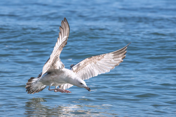 Fototapeta na wymiar seagull