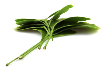 Obraz premium ginkgo biloba leaves isolated on white background