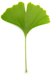 Fototapeta premium ginkgo biloba leaves isolated on white background