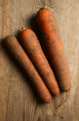 Fresh carrots high in sandy soil