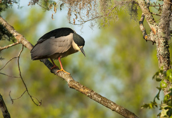 Black-crowned Night Heron Perched Amidst Dappled Light in Southern Swamp