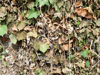 Close-up of dry creeper