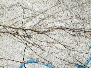 Dry creeper on a cracked wall