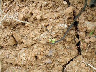 Close-up of cracked dry field