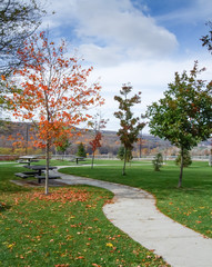 Autumn trees in a park