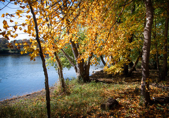 Autumn trees at lakeside