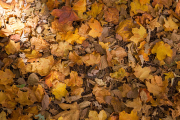 Autumn fallen leaves in a park