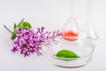 Obraz na płótnie Canvas extraction of natural ingredients inperfumery