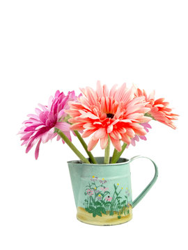 Decorative Gerbera daisy in pot isolated on white background