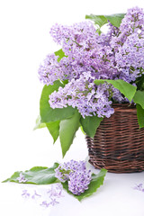 Lilac bouquet in a wicker basket - obrazy, fototapety, plakaty