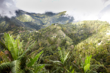 Fototapeta na wymiar Drzewa w lesie, Jamajka