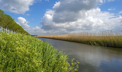 Canal with wild flowers in spring
