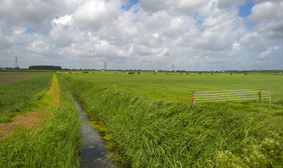 Cows grazing in a meadow in spring