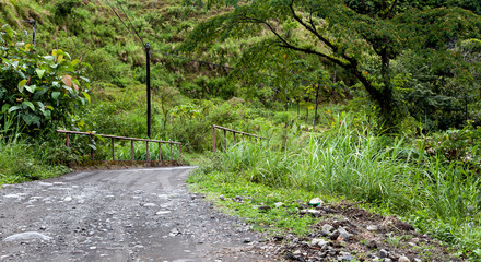 Road passing through a forest, Costa Rica
