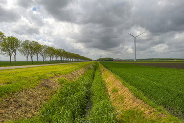 Row of trees along field and road in spring