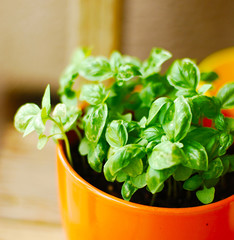 green basil in a pot