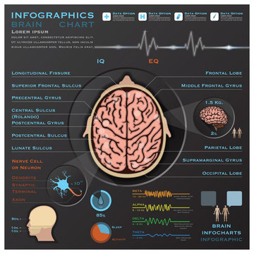 Brain And Nervous System Medical Infographic Infochart
