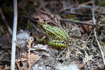 Frog in a forest, Tobermory, Ontario, Canada