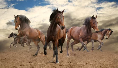 Foto auf Acrylglas fünf unbezwingbare braune Pferde im Galopp © SashaS