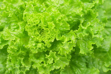 Lettuce salad