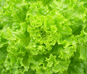 Lettuce salad