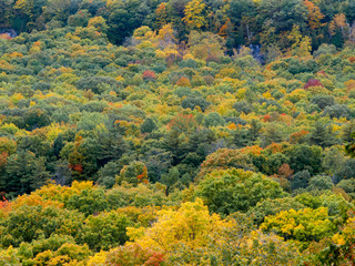 Autumn trees in a forest, Tobermory, Ontario, Canada