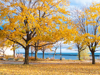 Fototapeta premium Autumn trees with bay in the background, Georgian Bay, Tobermory