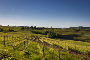 Fototapeta na wymiar Wino Hills, Piemont, Włochy
