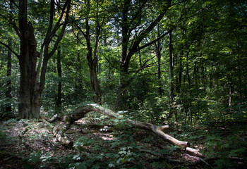 Fallen tree in a forest, Tobermory, Ontario, Canada
