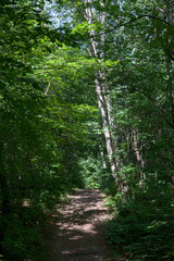 Trail passing through a forest, Tobermory, Ontario, Canada