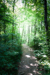 Fototapeta na wymiar Trail passing through a forest, Tobermory, Ontario, Canada