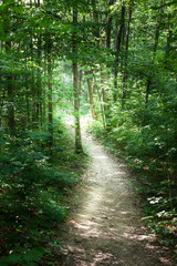 Trail passing through a forest, Tobermory, Ontario, Canada