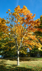 Fototapeta na wymiar Autumn trees in a park
