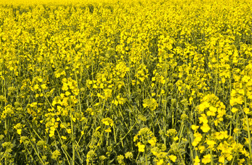 Rapeseed field, close up.