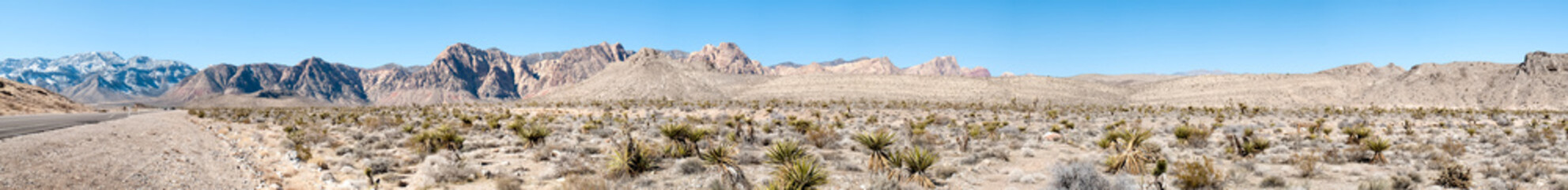 Cactus in desert, Death Valley National Park, California, USA