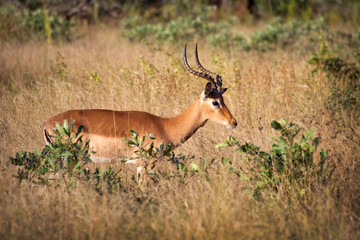 Male impala, South Africa