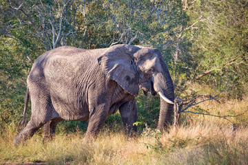 Fototapeta premium African elephant, South Africa