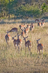 Impalas, South Africa