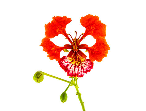 Peacock flower