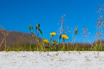 Huflattich vor blauem Himmel