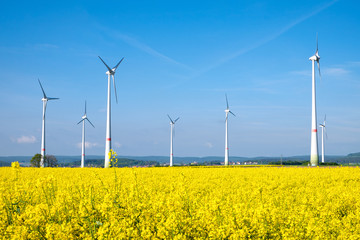 Yellow rapeseed field and windwheels